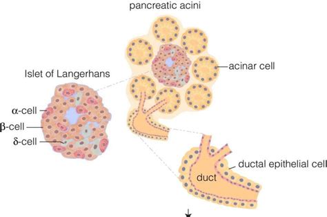 Study shows reactivation of beta-like cells in the pancreas to produce ...