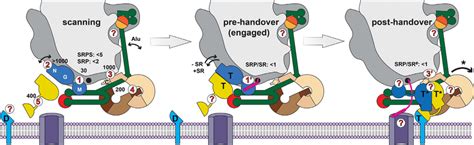 Scheme Of Srpsrribosome Interactions In The Srp Cycle Left Panel