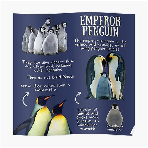 "Emperor Penguin Fun Facts" Poster for Sale by KyleNesas | Redbubble