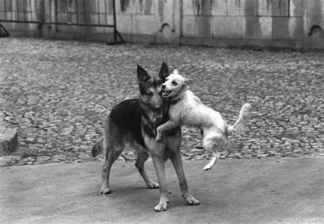 1000+ images about Elliott Erwitt _ dogs on Pinterest