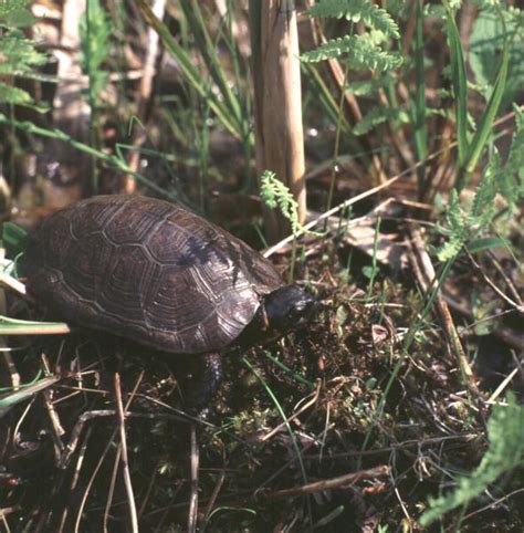 Bog Turtle Guide - New York Natural Heritage Program