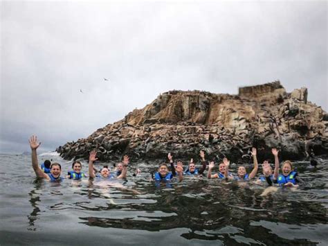 Lima Wild Sea Lions Swimming Cruise To The Palomino Islands GetYourGuide