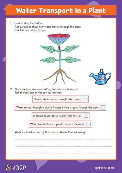 2 6 Cell Transport In Plants Pdf Pdf Cell Transport In Plants Worksheets Library