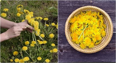 How To Make A Dandelion And Coconut Oil Moisturizer