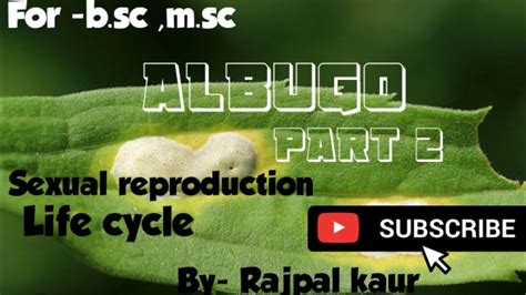 B Sc Part 1 Botany Albugo Sexual Reproduction And Life Cycle Youtube