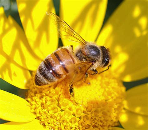 All about honeybees | Welcome Wildlife