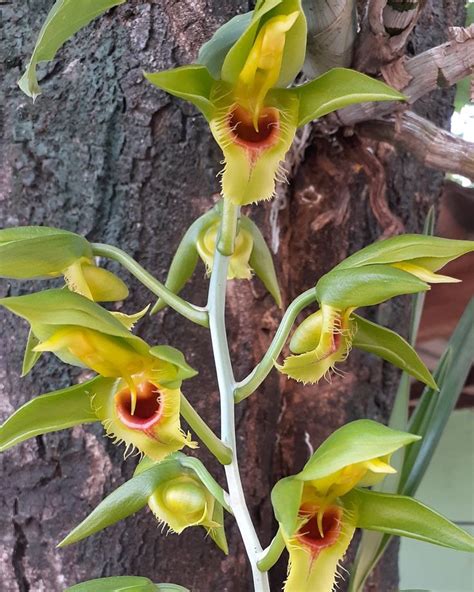 Quer aprender a cultivar orquídeas Saiba como ter orquídeas perfeitas