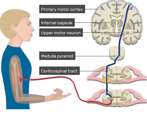 Pyramidal Tract Anatomy And Interactive Diagram Getbodysmart