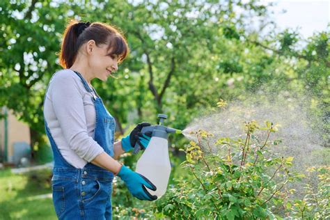 How To Identify And Treat Black Spots On Rose Leaves Preventative And