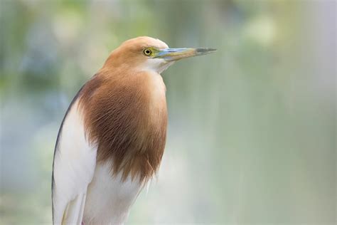 Herons & Egrets Archives - National Aviary