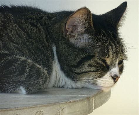 Lazy Sleepy Cat Free Stock Photo Public Domain Pictures