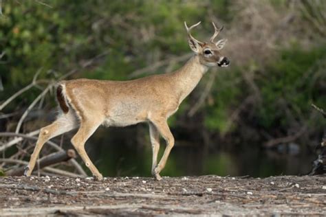 Key Deer Species (Odocoileus Virginianus Clavium) - World Deer