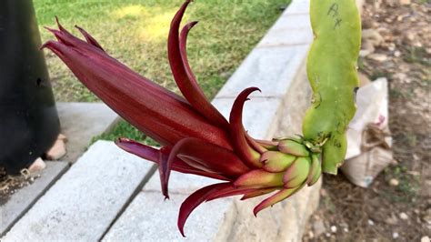 Ax Red Flower Dragon Fruit Variety Youtube