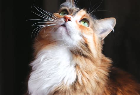 Vision and Hearing Loss in Cats - Modern Cat