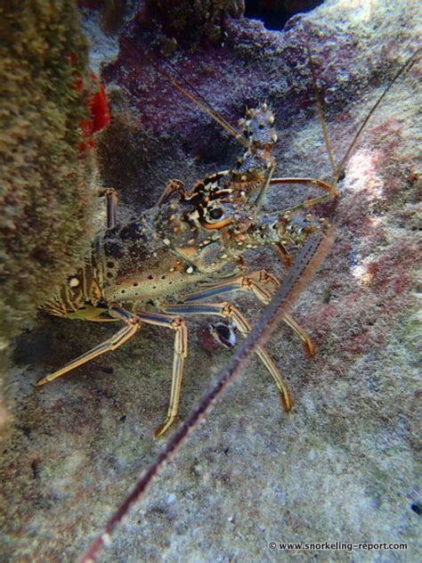 Snorkeling in Puerto Morelos, Mayan Riviera | Snorkeling in Mexico