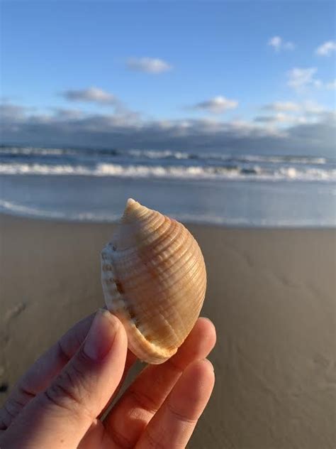 Ocracoke Shells Ocracoke Visit Nc Ocracoke Island