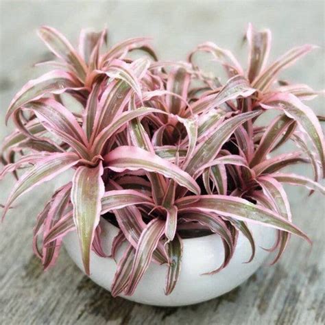 15 Bromeliad Varieties and Types You will Love to Grow - Plants Craze