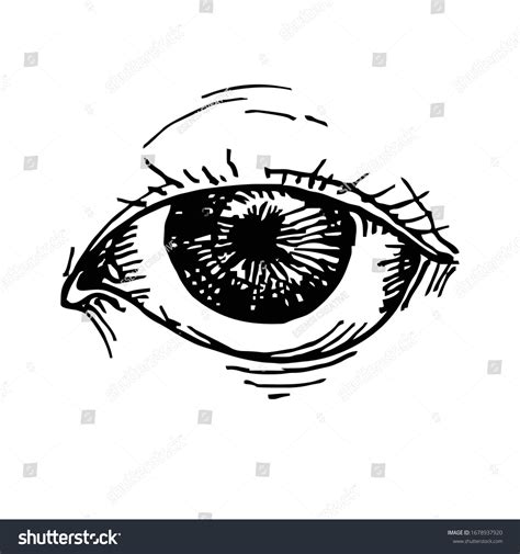 Sketch Eye Looking Tired Done Stock Vector (Royalty Free) 1678937920 ...