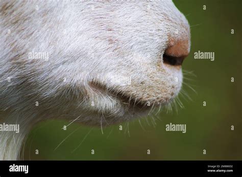 A closeup of the hairy mouth and nose of a goat on a blurred green ...