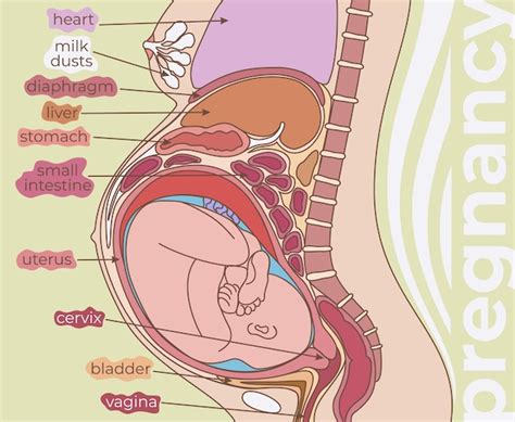 Zwangerschap Anatomie Vectorillustratie Van Baarmoeder Met Foetus En