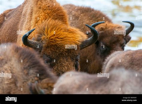 European Bison, Wisent (Bison Bonasus), Herd In Forest, Bialowieza ...