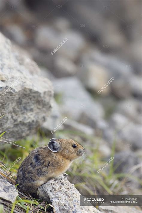 American Pika Sitting In Rocks In Natural Habitat Of Jasper National