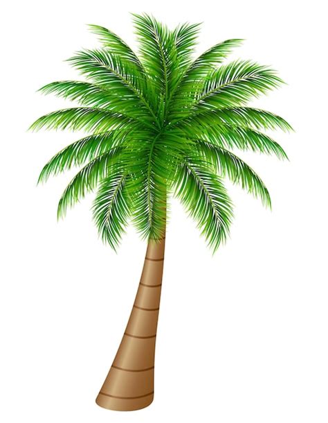 Palmera Sobre Un Fondo Blanco Vector Premium