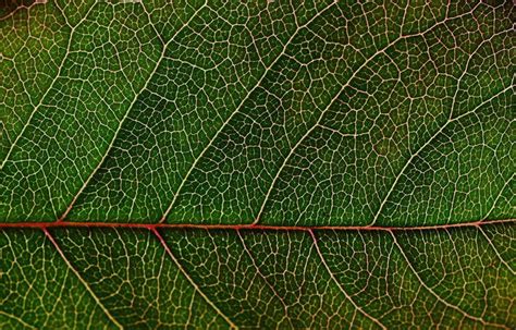 How To Shoot Creative Macro Leaf Photography