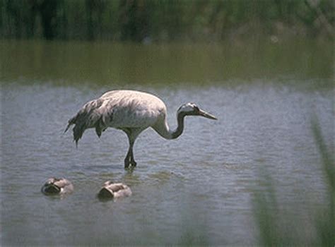 Grue Cendr E Oiseau D Europe