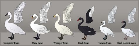 Swan Species By Martza On Deviantart