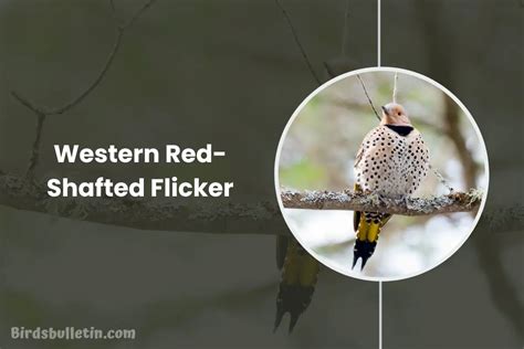 Overview Of The Western Red-Shafted Flicker - Birds Bulletin