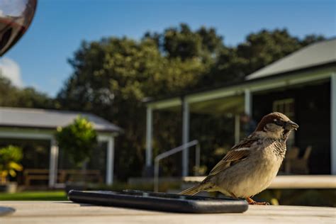 Wineries Man O War Vineyards Waiheke Island Jeffsetter Travel