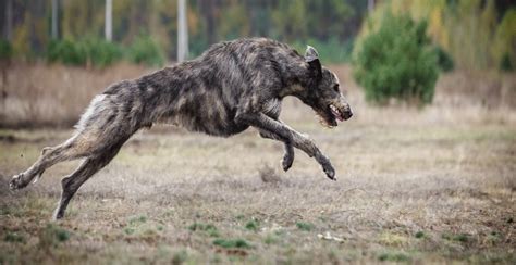 Irish Wolfhound Guide (Lifespan, Size & Characteristics)