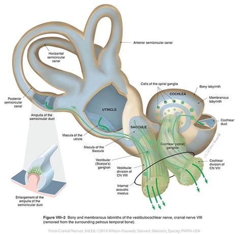 Vestibulocochlear VIII - Cranial Nerves | Cranial nerves, Medical ...