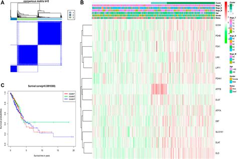 Frontiers A Novel Defined Cuproptosis Related Gene Signature For