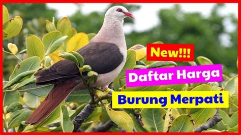 LIHAT !, Daftar Harga Lengkap Burung Merpati Hias Terbaru