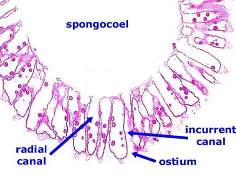 Grantia Cross Section Labeled