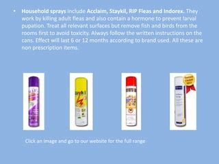 Understanding Fleas | PPT