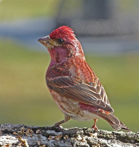 Purple Finch male - FeederWatch