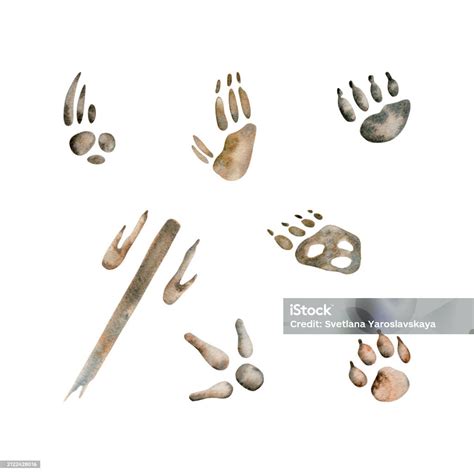 Emu And Kangaroo Paw Prints Dingo And Possum Steps Koala Wombat And