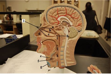 Upper Respiratory Sagittal View Diagram Quizlet