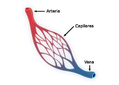 Aparato Cardiovascular Estructura Y Funciones B Sicas Premedicina