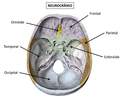 Estrutura Dos Ossos Anatomia Detalhes Cient Ficos