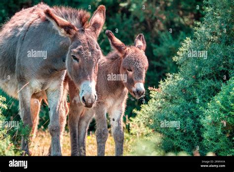 New Forest Donkey Hi Res Stock Photography And Images Alamy