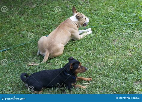 American Staffordshire Terrier And Pinscher Dog Resting On A Grass