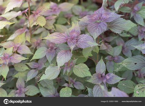 Homegrown Vietnamese Perilla Frutescens Beefsteak Plant Organic Herb