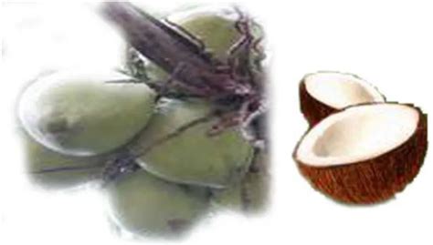 Lampiran 1 Gambar buah kelapa hijau (cocos nucifera)