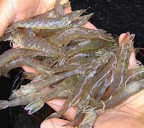 Iran Vannamei or Whiteleg shrimp farming, price and export