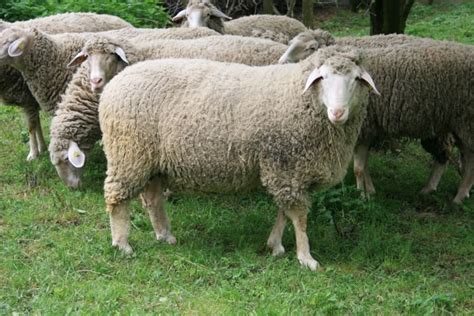 Merinolandschafwürttemberger Evcil Hayvanlar Hayvanlar