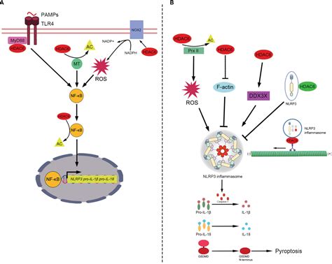 Frontiers The Role Of Hdac In Autophagy And Nlrp Inflammasome